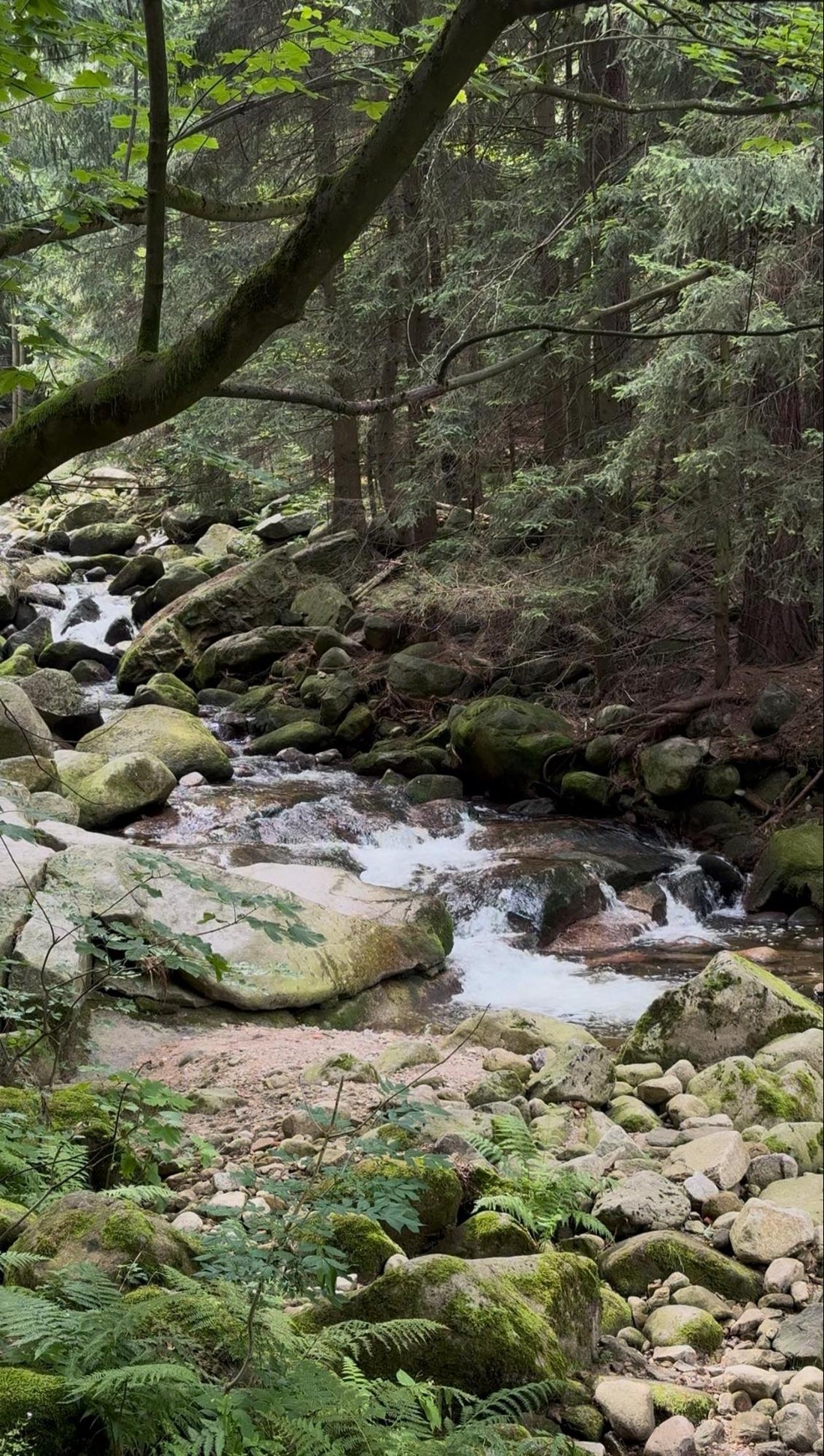 Woda w kombuchy | Blog Local Kombucha